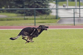 德國牧羊犬,狗,運行