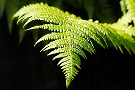 蕨類,年輕,年輕蕨