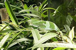 蜥蜴,爬行动物,植物