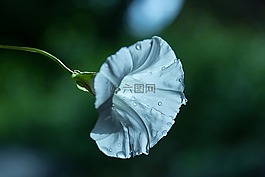 花卉,旋花,顏色