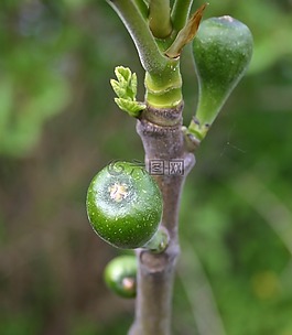 性質(zhì),水果,無花果