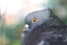 鴿子,灰色,鳥