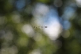 散景,模糊,背景圖像