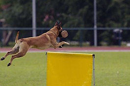 狗,瑪利諾犬,比利時牧羊犬