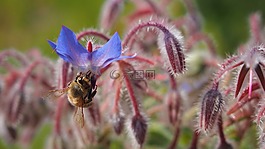 花,蜜蜂,牧草