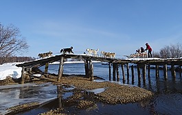 桥,潆,狗雪橇