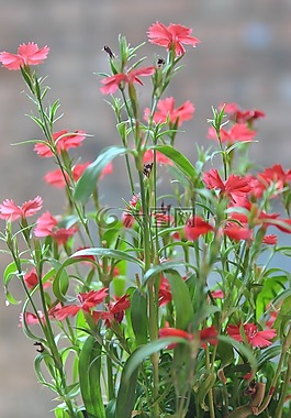 花,草,盆景