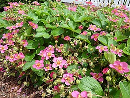 草莓,地面覆盖,院子里