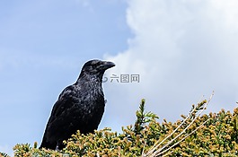 鳥圖片,荷蘭,全身羽毛
