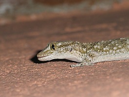 爬行動物,santarrostro,性質