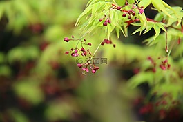 宏碁,宏,葉子