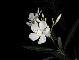 鮮花,花園,植物區(qū)系