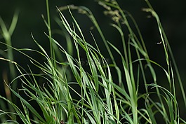 草,綠色,廠
