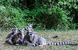 狐猴,性質(zhì),動(dòng)物區(qū)系