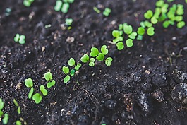 芝麻菜,苗,植物