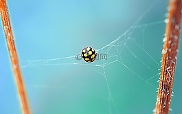 瓢虫,甲虫,黄色