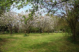 景觀,花園,櫻桃