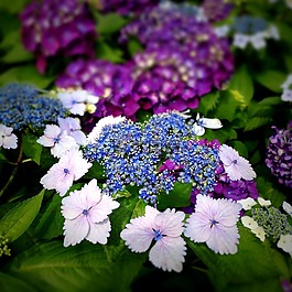 繡球花,鮮花,關(guān)閉