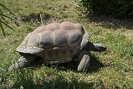 龜,動(dòng)物,動(dòng)物園