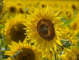 太陽(yáng)花,向日葵的字段,廠