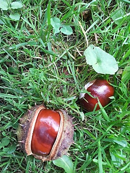 板栗,栗子,conker