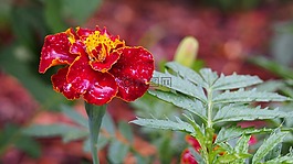 萬壽菊,花,綻放