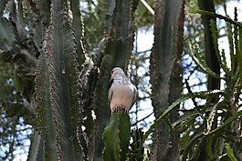 鳥,仙人掌,安靜