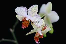 蘭花,花,性質(zhì)