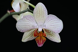 蘭花,花,性質