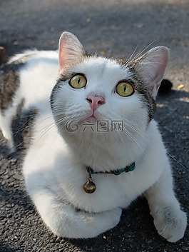 泰国,曼谷,猫