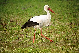 鸛,鳥,東部