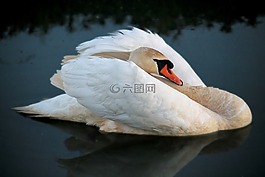 天鹅,水,翼