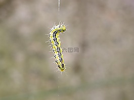 黃楊木蛀蟲,蟲害,卡特彼勒