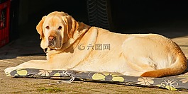 狗,動物,可愛