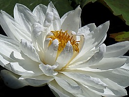 洁白的花朵,水百合,浮花
