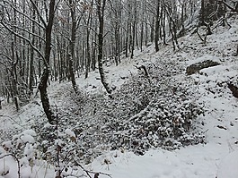 景觀,冬天,雪
