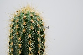仙人掌,植物,荆棘
