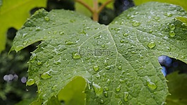 繡球,葉,羅莎