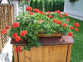 futómuskátli,花卉,植物