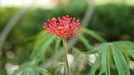 花,植物區(qū)系,自然