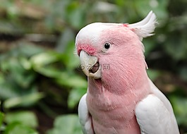 鳥,鸚鵡,性質(zhì)