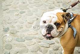 斗牛犬,狗,寵物