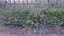 熏衣草,廠,花園