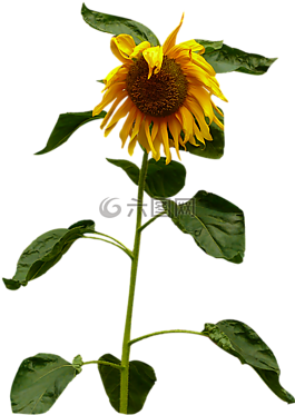 太阳花太阳的花朵,花,夏季