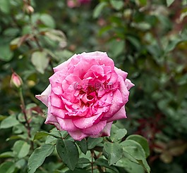 玫瑰,花園,露珠