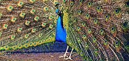 孔雀,孔雀輪,鳥