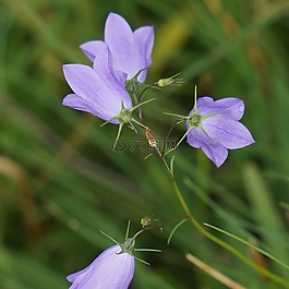 kellokkukka,桔梗蔓延,丁香花