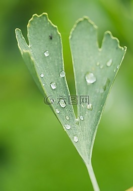 葉子,滴,一滴水