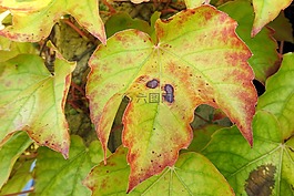 藤,藤葉,葉子