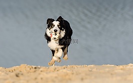 邊境牧羊犬,年輕的狗,走狗